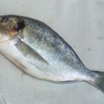 Una dorada