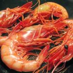 El secreto de su sabor radica en su alimentación de algas sin clorofila y en la grasa que acumula
