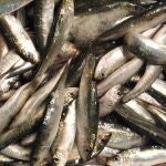 El móvil del futuro estará hechos con tus sobras de pescado