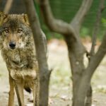 Félix Rodríguez de la Fuente y sus lobos siguen vivos en Zamora