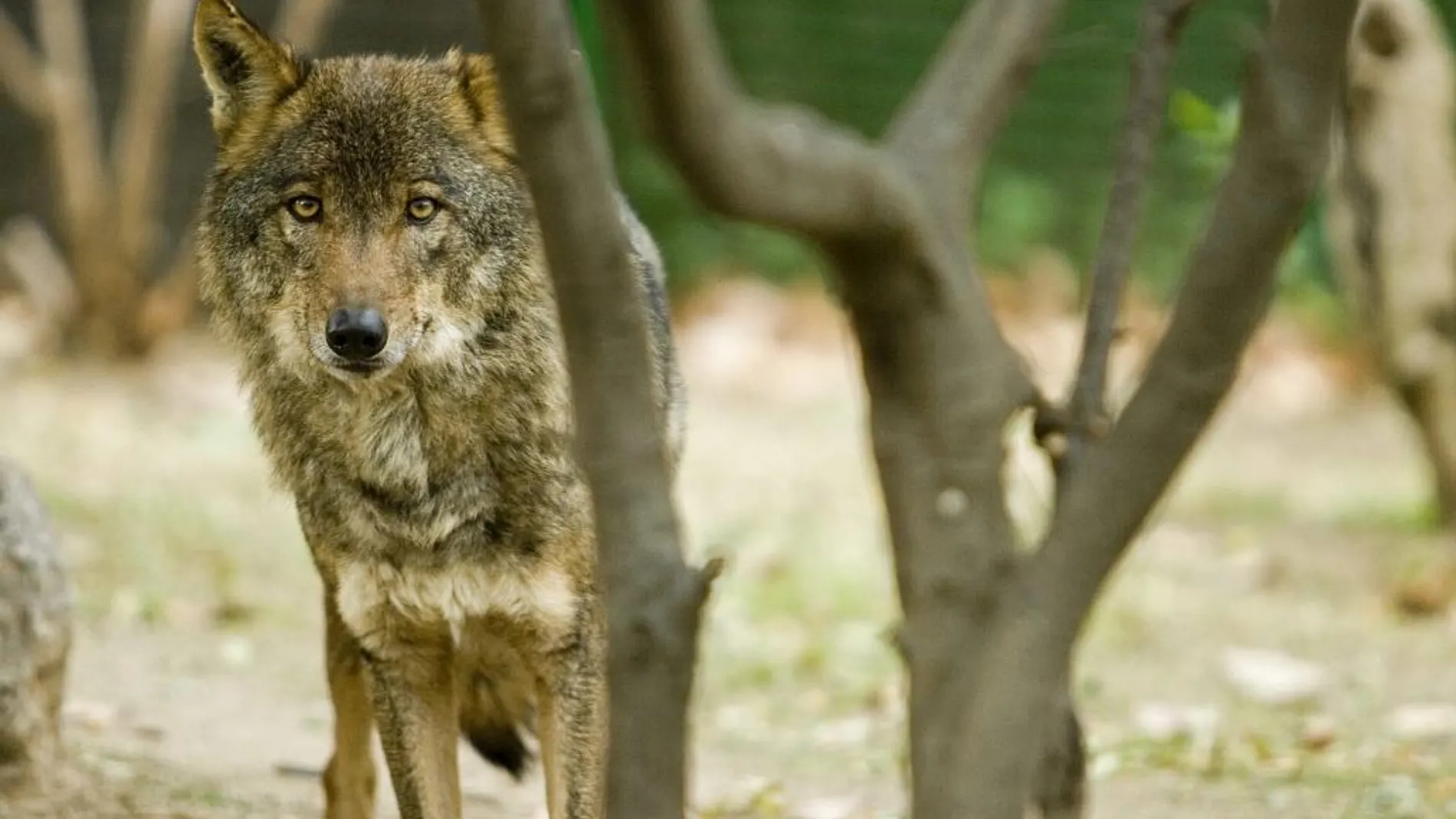 Félix Rodríguez de la Fuente y sus lobos siguen vivos en Zamora