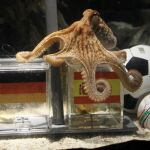 El Pulpo Paul ha hablado: gana España