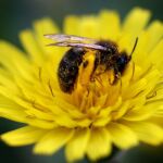 Una abeja impregnada con el polen de una flor