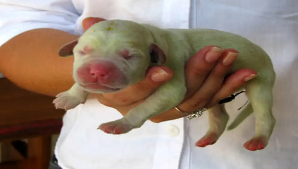Con ustedes, un cachorro más raro que un perro verde