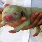 Con ustedes, un cachorro más raro que un perro verde