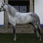 Revuelo