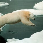 El oso polar tiene raíces irlandesas