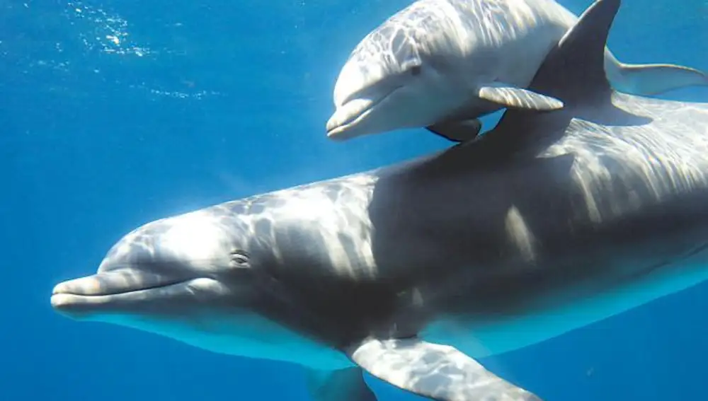 El embarazon es un lastre para los delfines