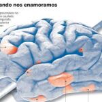 El amor cuestión de cerebro