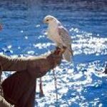 rapaces