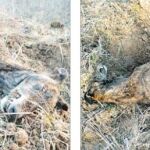 Los animales eran sacrificados tras la temporada de caza