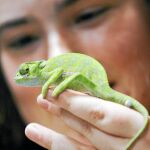 Maltratar a una iguana ya es un delito