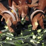 Los productores han optado por tirar la mercancía que no han vendido u ofrecerla a algunas ONG
