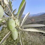 La nueva central de biomasa Kurata se ha construido en Cañete de las Torres, una localidad rodeada de olivos