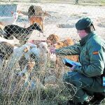 Un refugio para perros sin agua y con patatas fritas