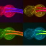 Representación de un embrión de pez cebra transgénico. El elemento regulador de los genes Dlx de humanos promueve la expresión en el borde de la aleta del embrión de 48 horas de vida / CSIC