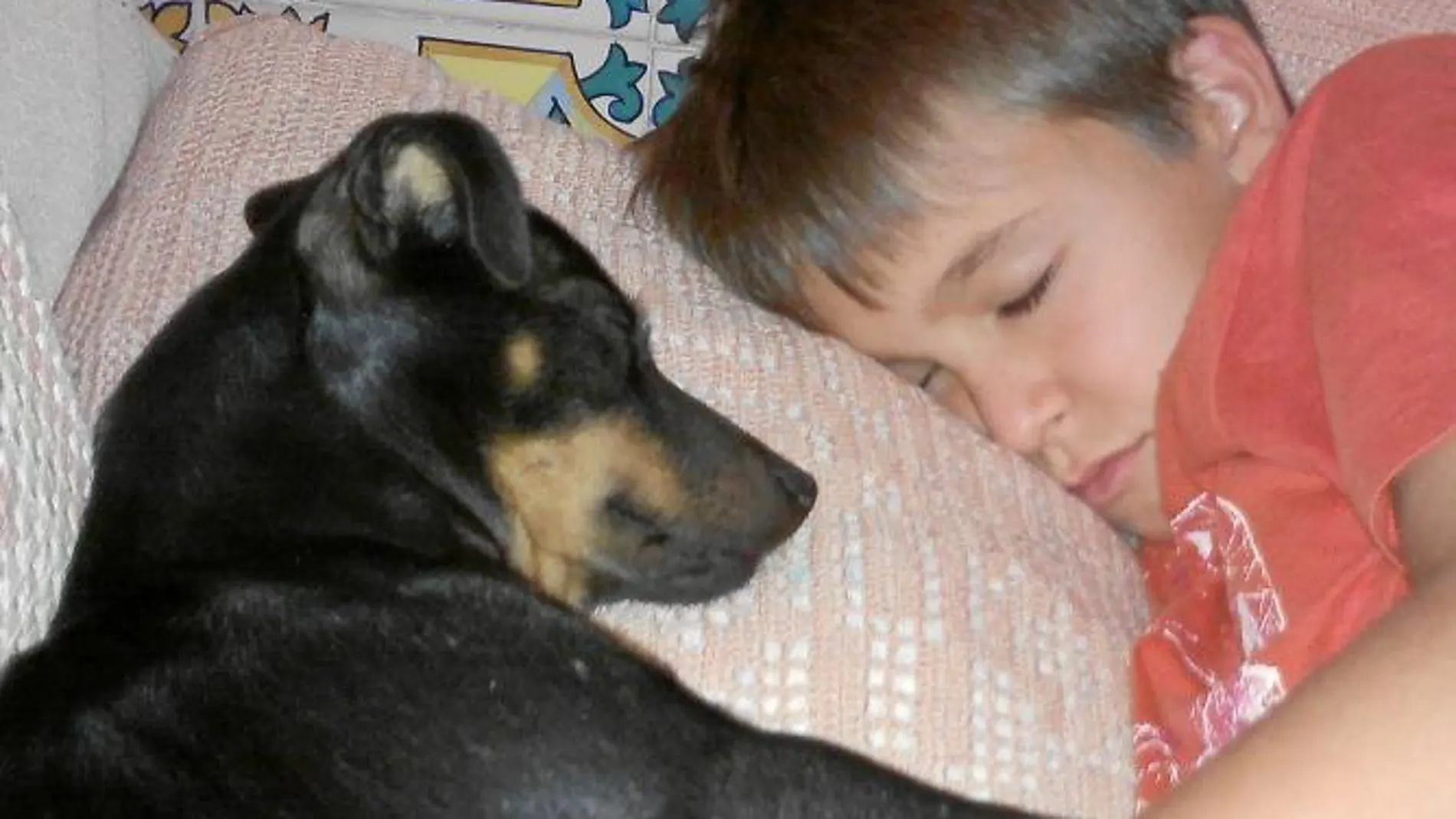 A Toby lo que más le gusta es dormir y estar cerca de los niños para poder jugar con ellos encantan los paseos por el parque, sin embargo, no soporta a los perros grandes