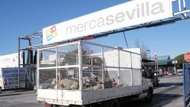 La venta de terrenos del mercado central es investigada por un posible fraude
