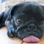 Salud animal: así se hacen los fármacos para mascotas y ganado