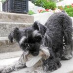Duna es una perrita de cinco años muy cariñosa que puede pasarse horas jugando.