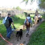 A pesar de las dificultades que se han encontrado, los animales y sus dueños están dispuestos a llegar juntos a Compostela