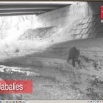 Beteta: los pasos de fauna de la M-501 han reducido la siniestralidad