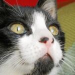 Caín, un gatito de tres meses revoltoso y juguetón al que Mireya salvó de ser abandonado