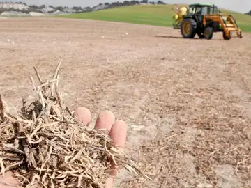 Estragos de la sequía en Castilla y León Estragos de la sequía en Castilla y León