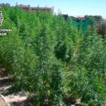 Foto de archivo de una plantación de marihuana