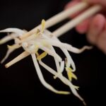 Los brotes de soja alemanes, origen de la infección por «E.coli»