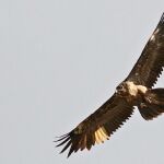 Un quebrantahuesos, una de las aves perjudicadas por estos cebos envenenados