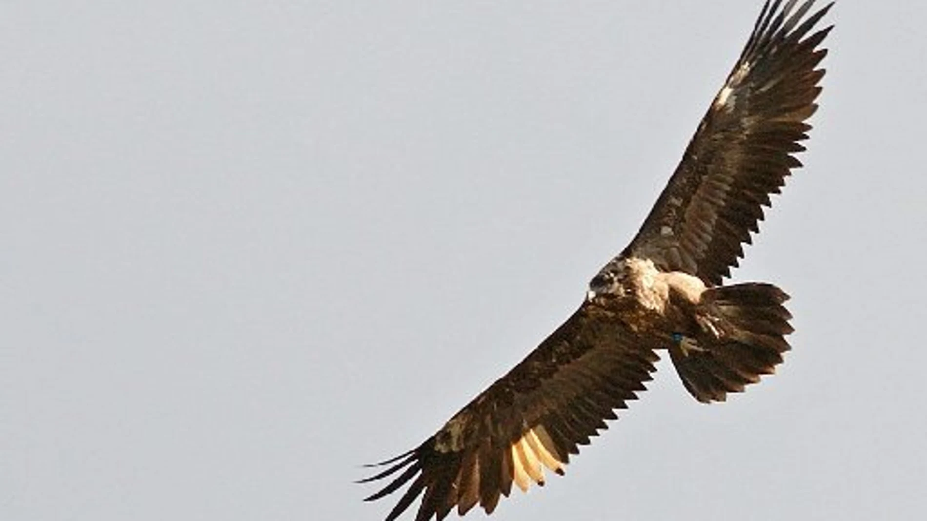 Un quebrantahuesos, una de las aves perjudicadas por estos cebos envenenados