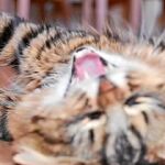 Tigre mantiene una bonita relación con la otra mascota de la casa: un perro