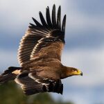 Un ejemplar de Águila imperial planea por el cielo de la Península Ibérica