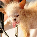 Yoda se ha proclamado el perro más feo del mundo