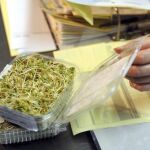 Análisis a unos brotes de soja en Baja Sajonia