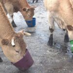 Piensos animales, ¿sabemos lo que comen?