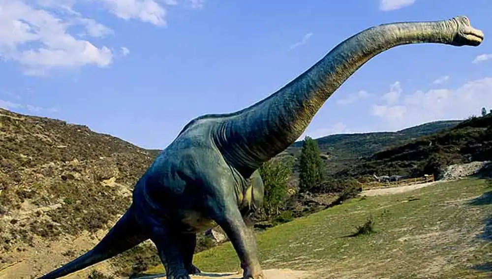 Imagen de un cuellilargo