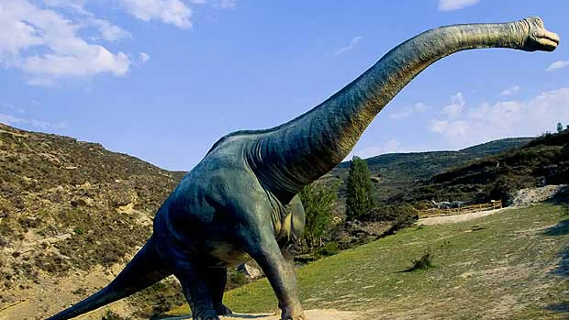 Imagen de un cuellilargo