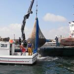 El dispositivo de extracción de medusas captura trescientas toneladas semanales