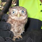 Muchas de las aves encontradas por los agentes presentaban fractura en la columna vertebral