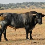 Toros de diferentes encastes para la encerrona de Diego Ventura en Huelva
