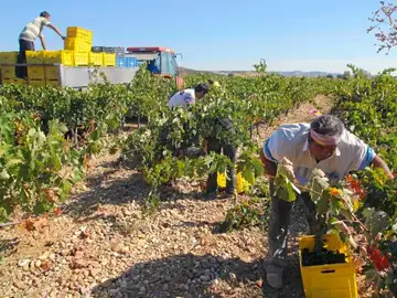 Vendimia en la Ribera del Duero Vendimia en la Ribera del Duero