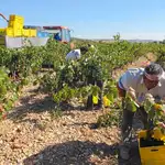 Vendimia en la Ribera del Duero