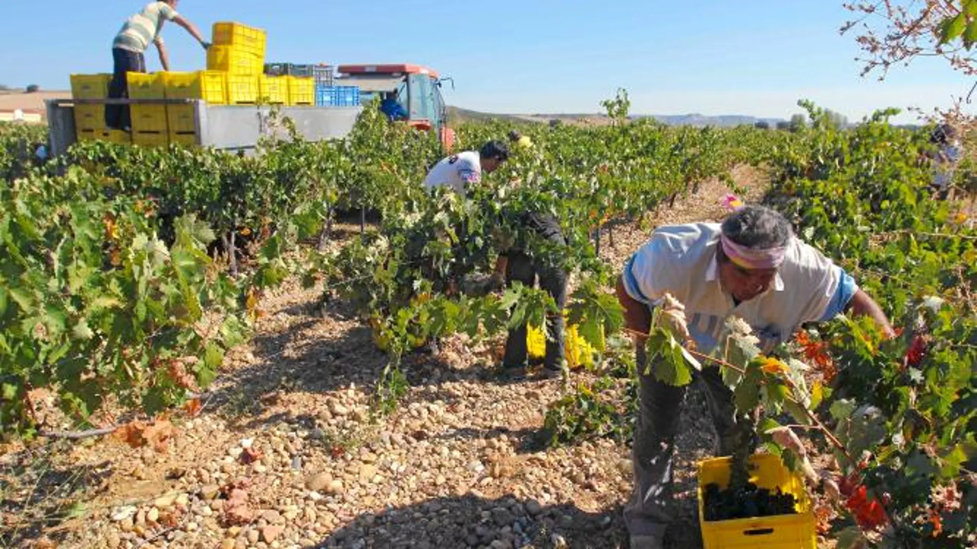 Vendimia en la Ribera del Duero