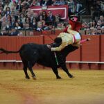 Cornada y trofeo para la alternativa de López Simón