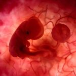 El ser humano es el único mamífero que no se come la placenta