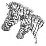 de propia mano. Al principio de cada capítulo, Miguel Aranguren ha incluido dibujos de animales realizados por él