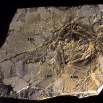 El dinosaurio peludo encontrado en China fue un ancestro de los pájaros