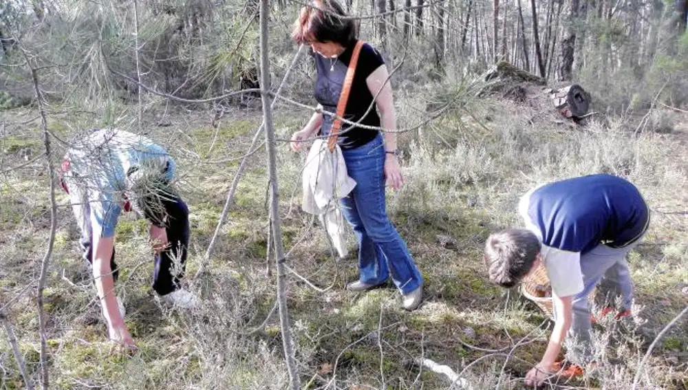 Varias personas recogen setas en la provincia de Soria